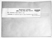 Lecanora varia image